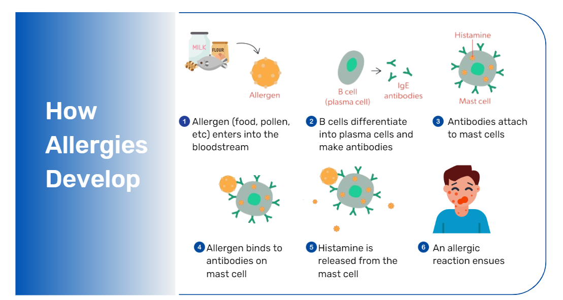 how allergies develop